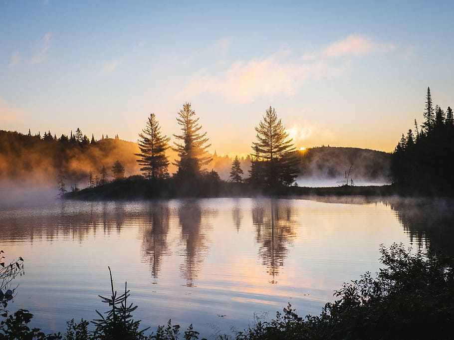silhouette of trees and body of water in sunrise background, reflection photo of trees near body of water HD wallpaper