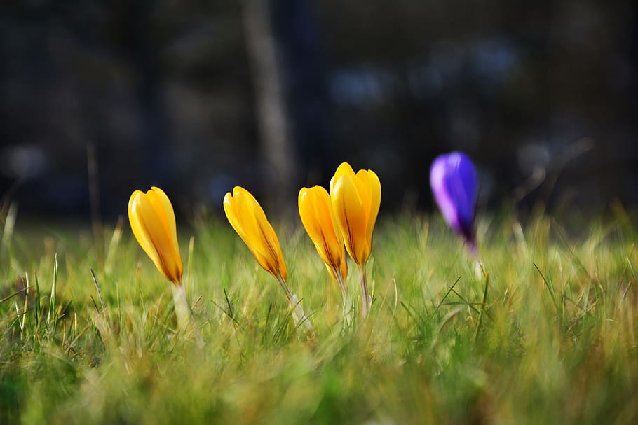 yellow flower bud, Crocus, Early Bloomer, yellow crocuses, spring HD wallpaper
