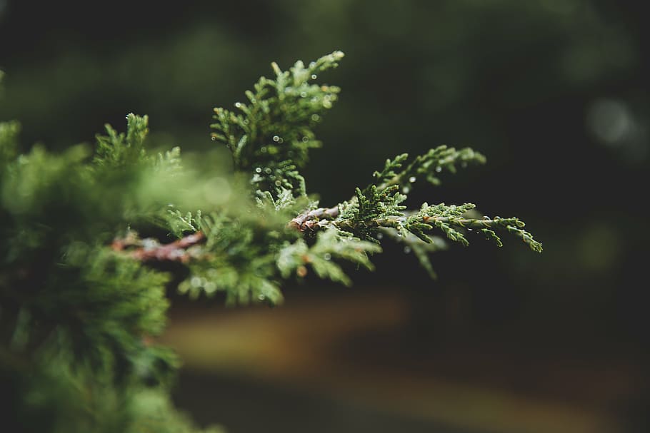 tilt shift lens photography of green leaf, selective, focus HD wallpaper