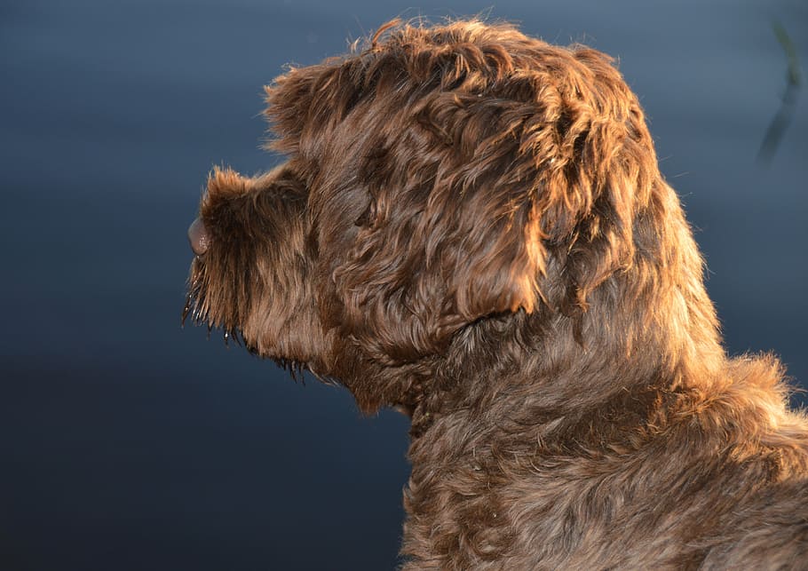 dog, animal, light, fur, animal world, friend, good, quadruped HD wallpaper