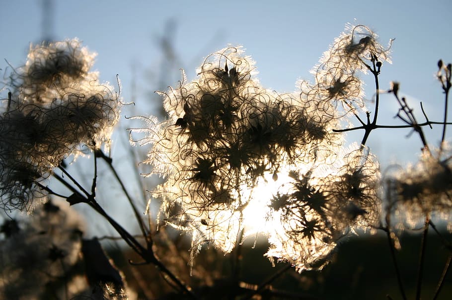 Back Light, Nature, Sun, Plant, Mood, flowers, hexenzwirn, hedges twine HD wallpaper