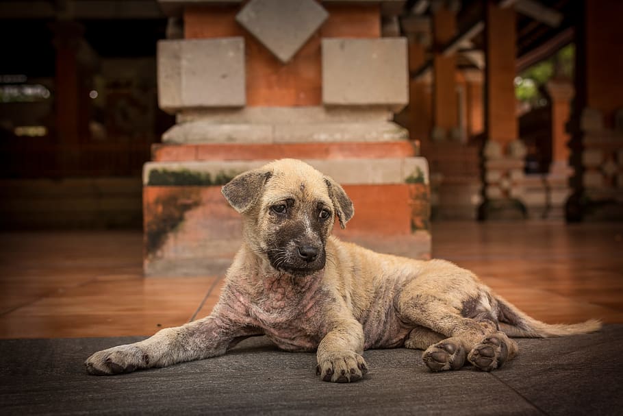 Short-coated Brindle Puppy Lying on Floor, animal, breed, brown
