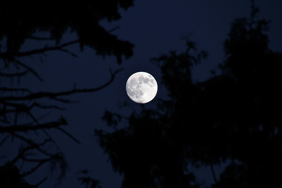 photography of moon during nightime, full moon over trees during nighttime HD wallpaper