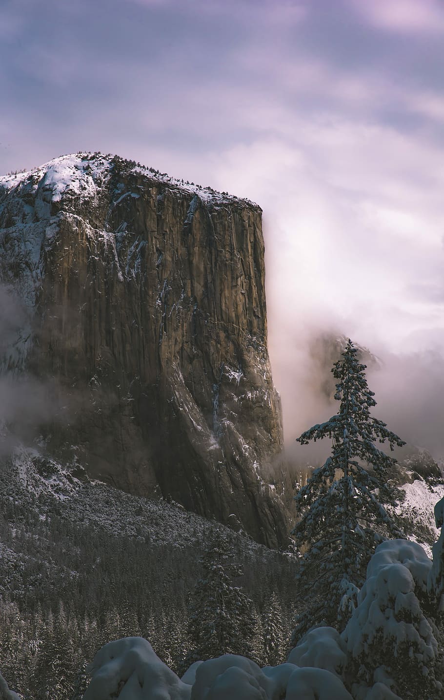 green leafed tree near cliff, cliff covered with snow, yosemite HD wallpaper