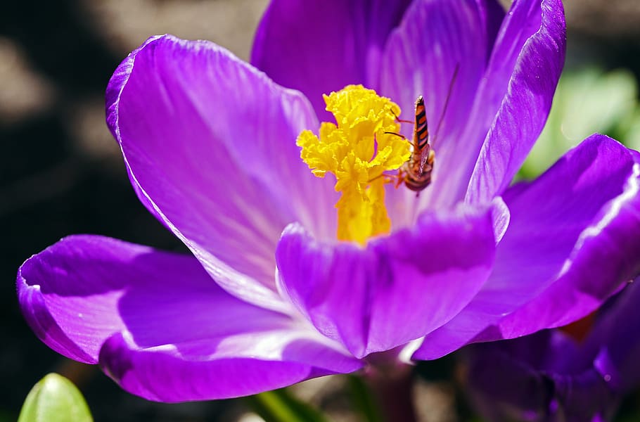 crocus, blossom, bloom, middle, stamp, hoverfly, flower, nature HD wallpaper