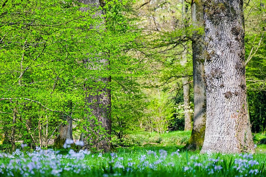 green leaf tree surrounded by blue flowering green plants, forest HD wallpaper