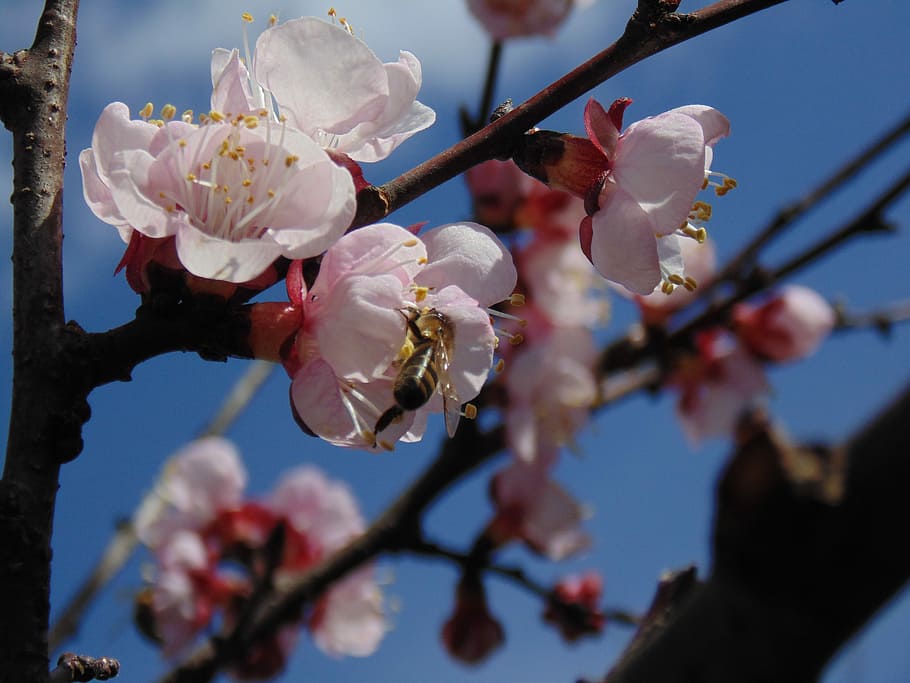 Flowers, Spring, Branches, Nature, tree, bee, sky, outdoors HD wallpaper