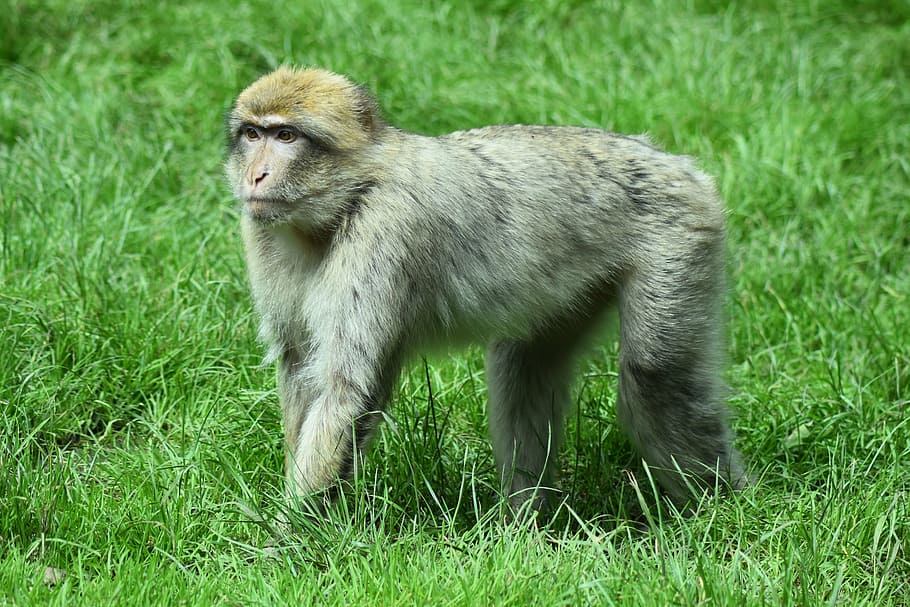 monkey, animal, primate, wild, safari, africa, barbary macaques HD wallpaper
