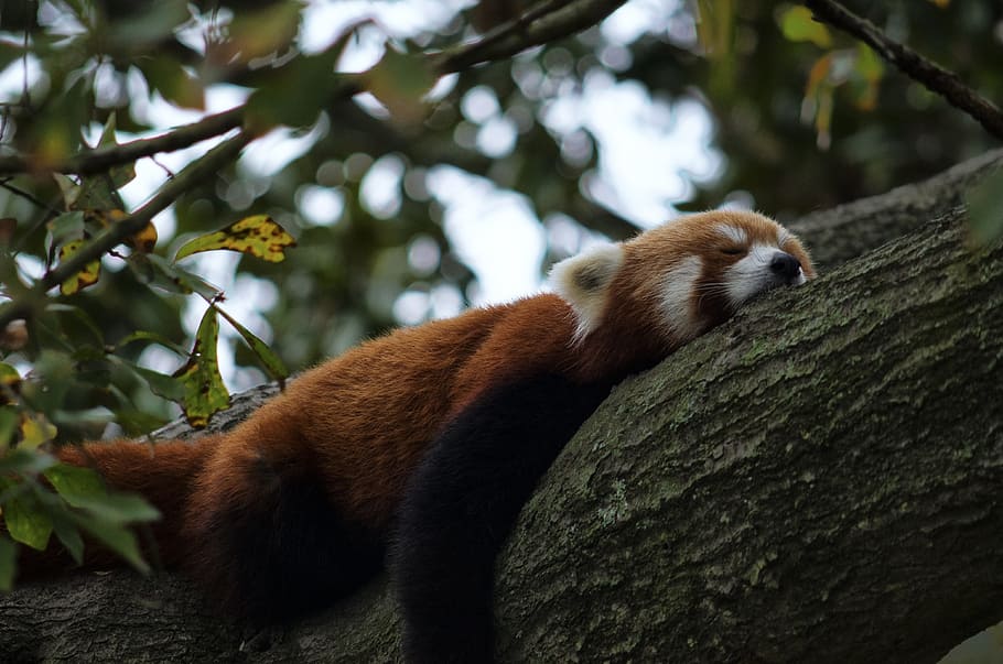 brown, white and black small panda sleeping on tree branch, red panda