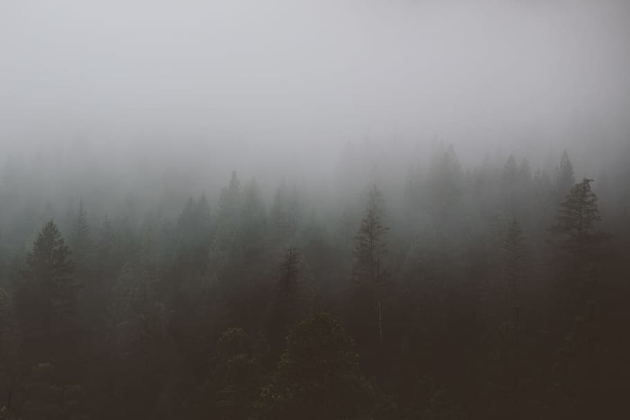 aerial view photograhy of green trees under fog, green tall trees under foggy weather HD wallpaper