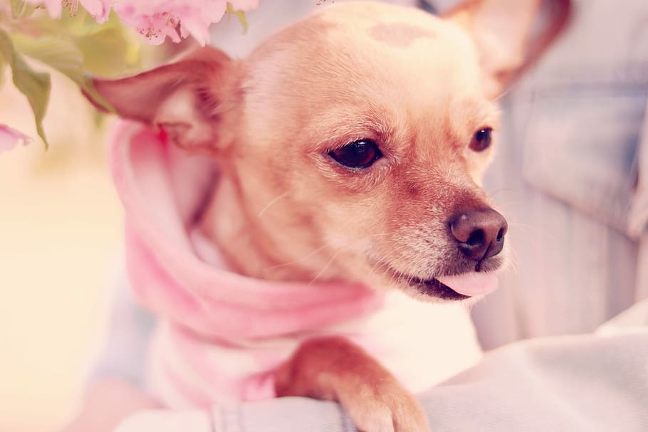 shallow focus photography of brown chihuahua, dog, chihuahua - Dog HD wallpaper