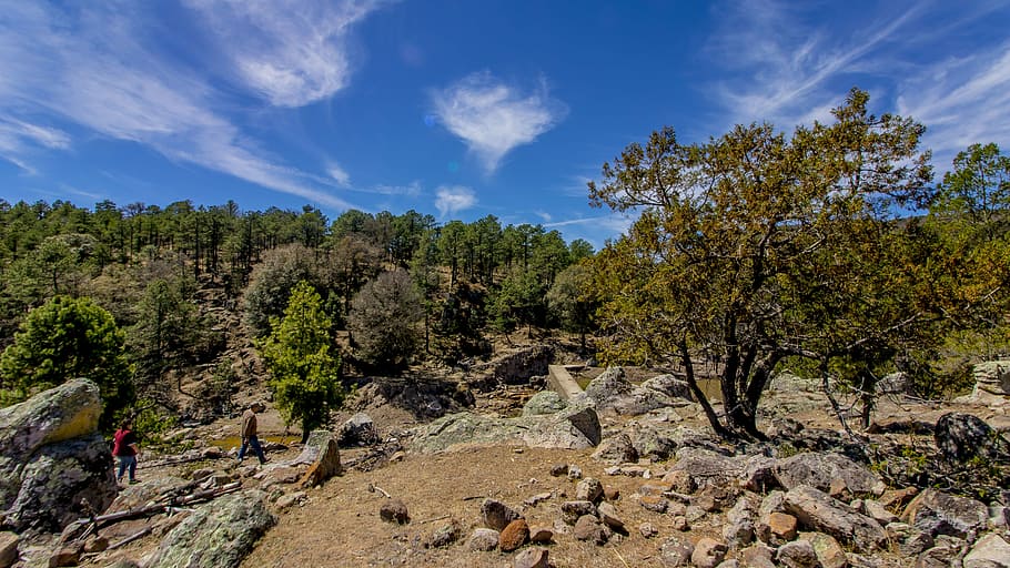 photography, durango, otinapa, tree, plant, sky, nature, cloud - sky HD wallpaper