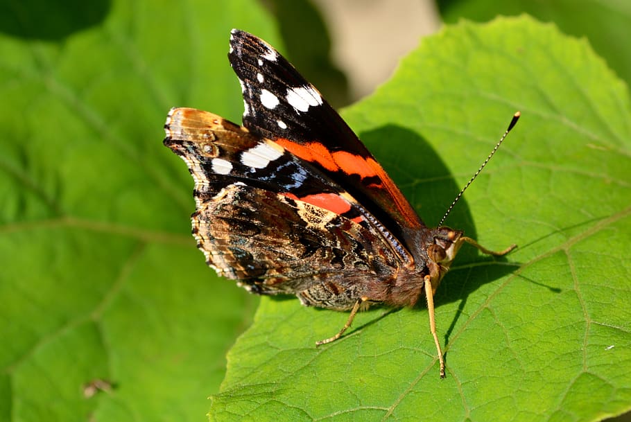 butterfly, coloring, leaf, insecta, wings, animal, animal wildlife HD wallpaper