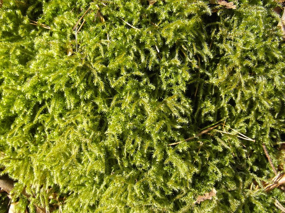 Moss, Green, Green, Forest, Winter, Background, texture, structure HD wallpaper