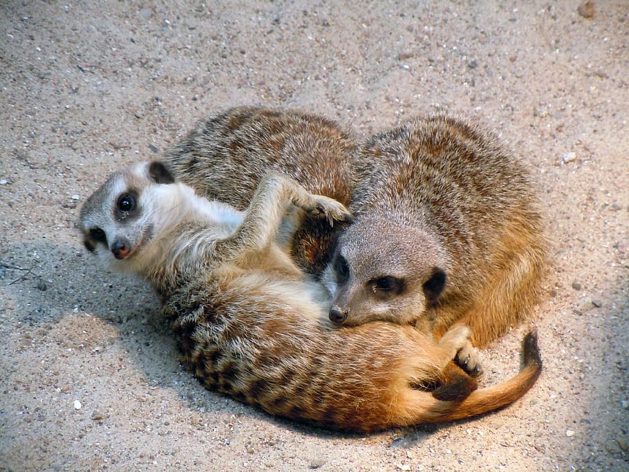 meerkat, snuggled, sleeping, animal themes, mammal, group of animals HD wallpaper