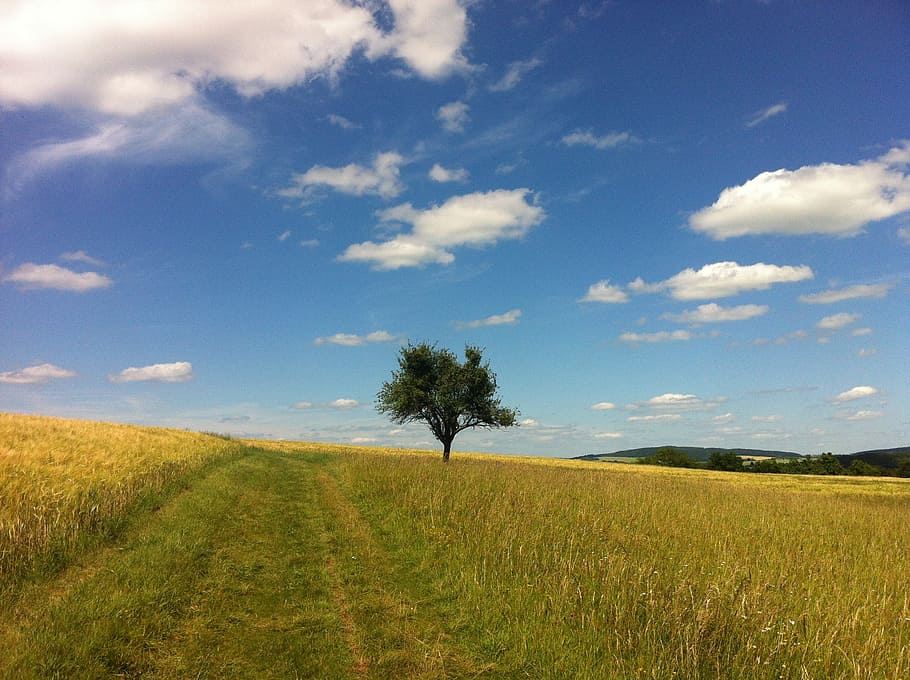 clouds, summer, tree, trail, field, middle rhine, rhine castle trail HD wallpaper
