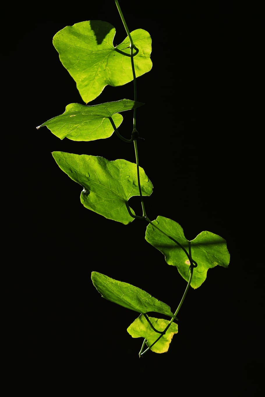 leaves, backlight, leaf, nature, plant, foliage, bright, autumn HD wallpaper