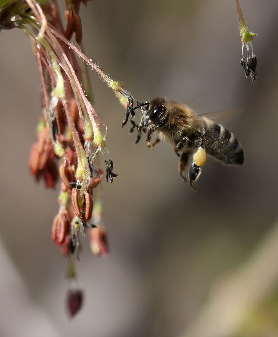 bee, flight, pollination, insecta, nature, spring, animal wildlife HD wallpaper