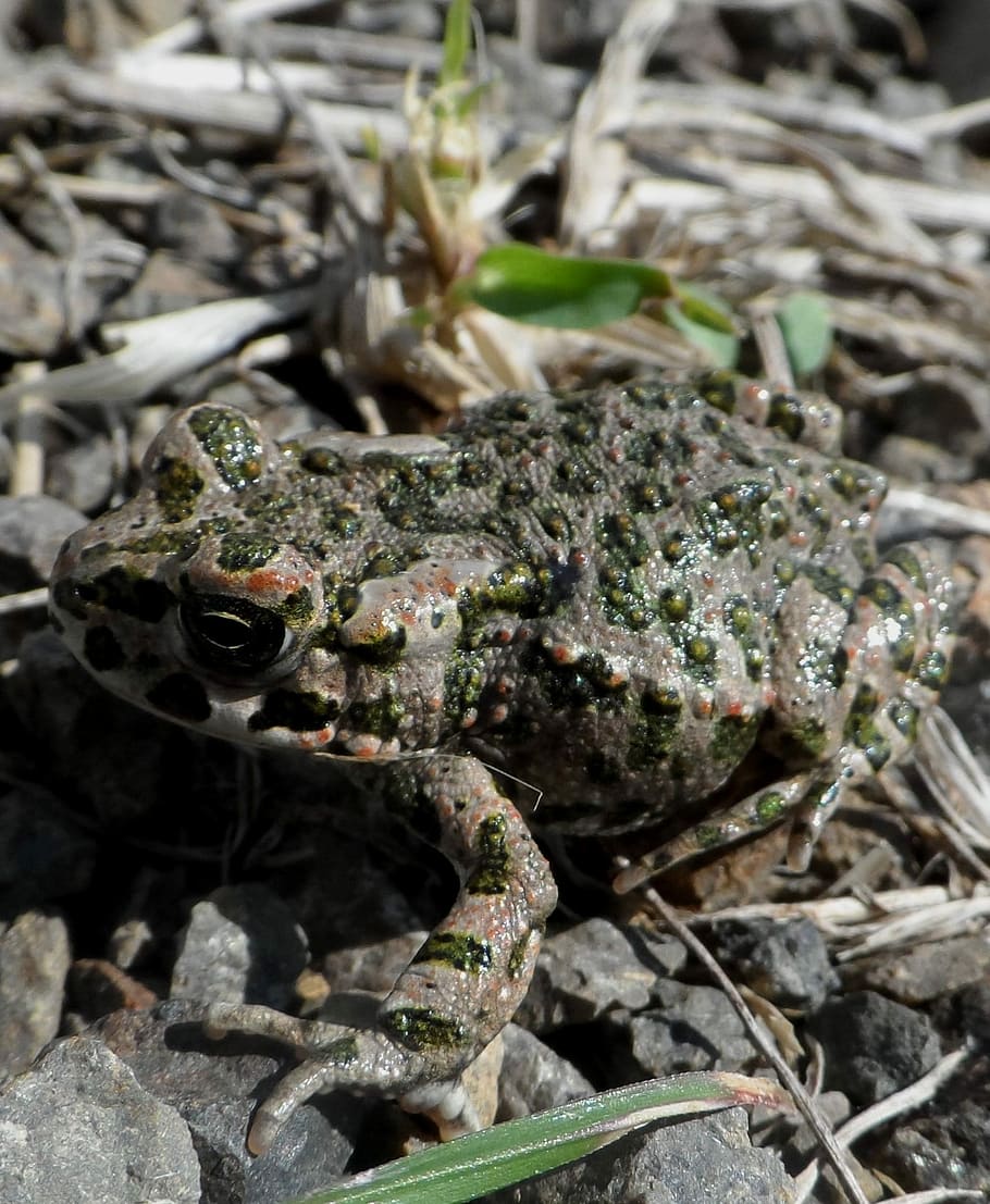 Green Toad, Frog, Pond, no people, animal wildlife, day, nature HD wallpaper
