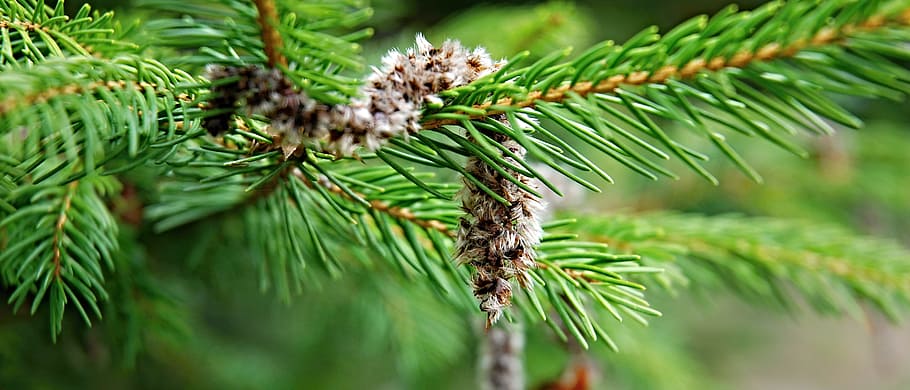 Spruce, Catkin, Branch, Needles, green, spring, nature, needle - Plant Part HD wallpaper