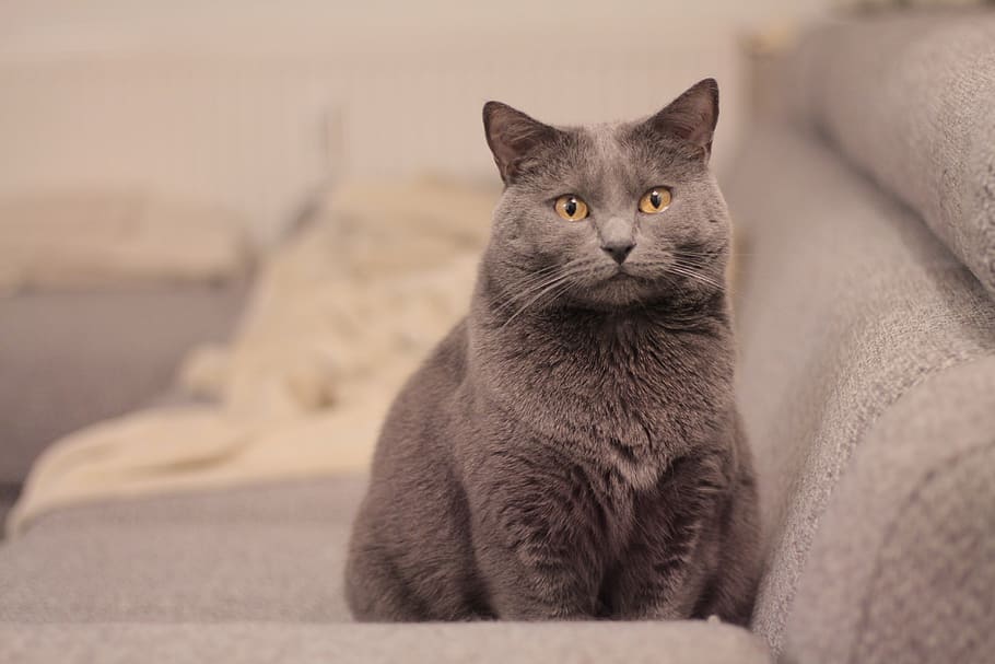 chartreux, cat, animals, pet, mammal, domestic cat, pets, animal themes HD wallpaper