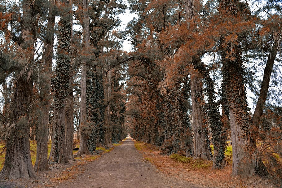 forest, path, trail, trees, nature, landscape, forests, walk HD wallpaper