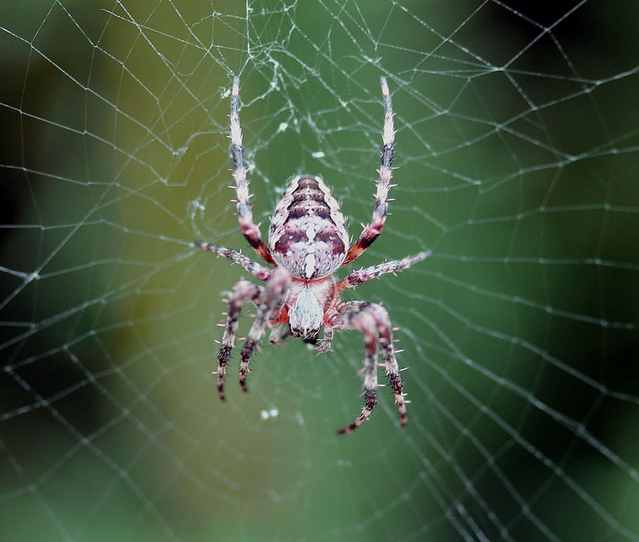 spider, cobweb, true orb weaver, arachnid, animals, animal world HD wallpaper