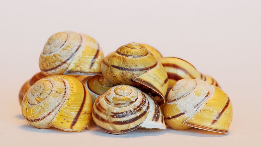 shell, snail, animals, housing, empty, food and drink, studio shot HD wallpaper
