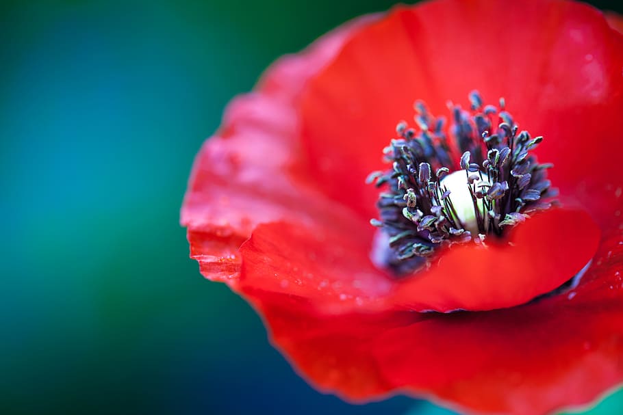selective focus photography of red petaled flower, selective focus photography of red popp flower HD wallpaper