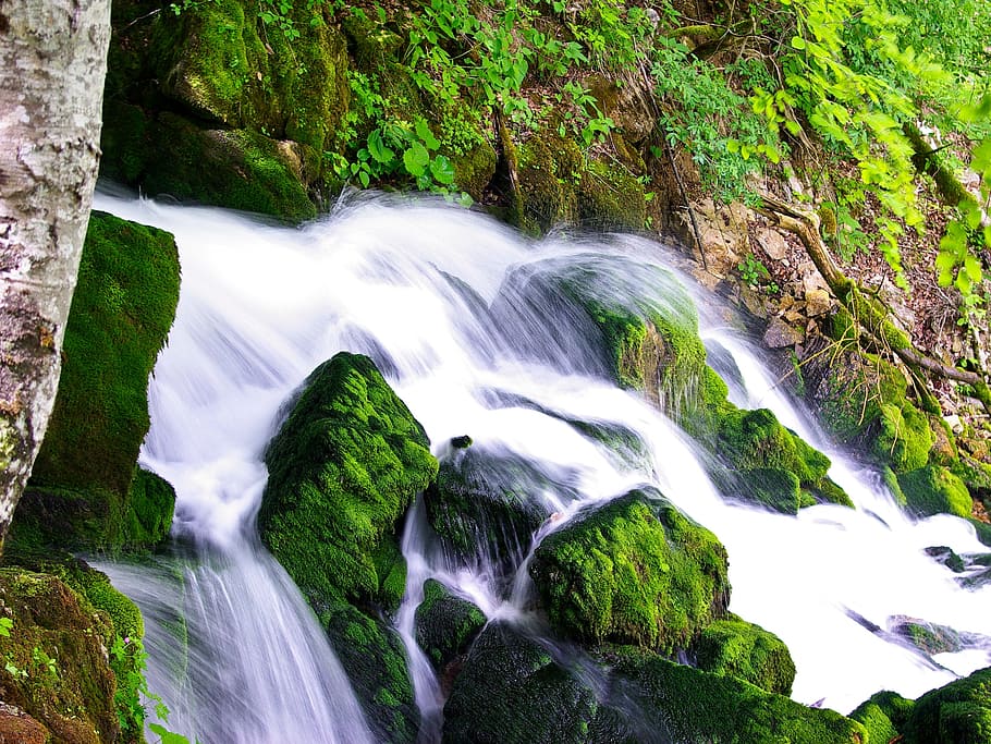 water, spring, foliage, nature, summer, green, natural, environment HD wallpaper