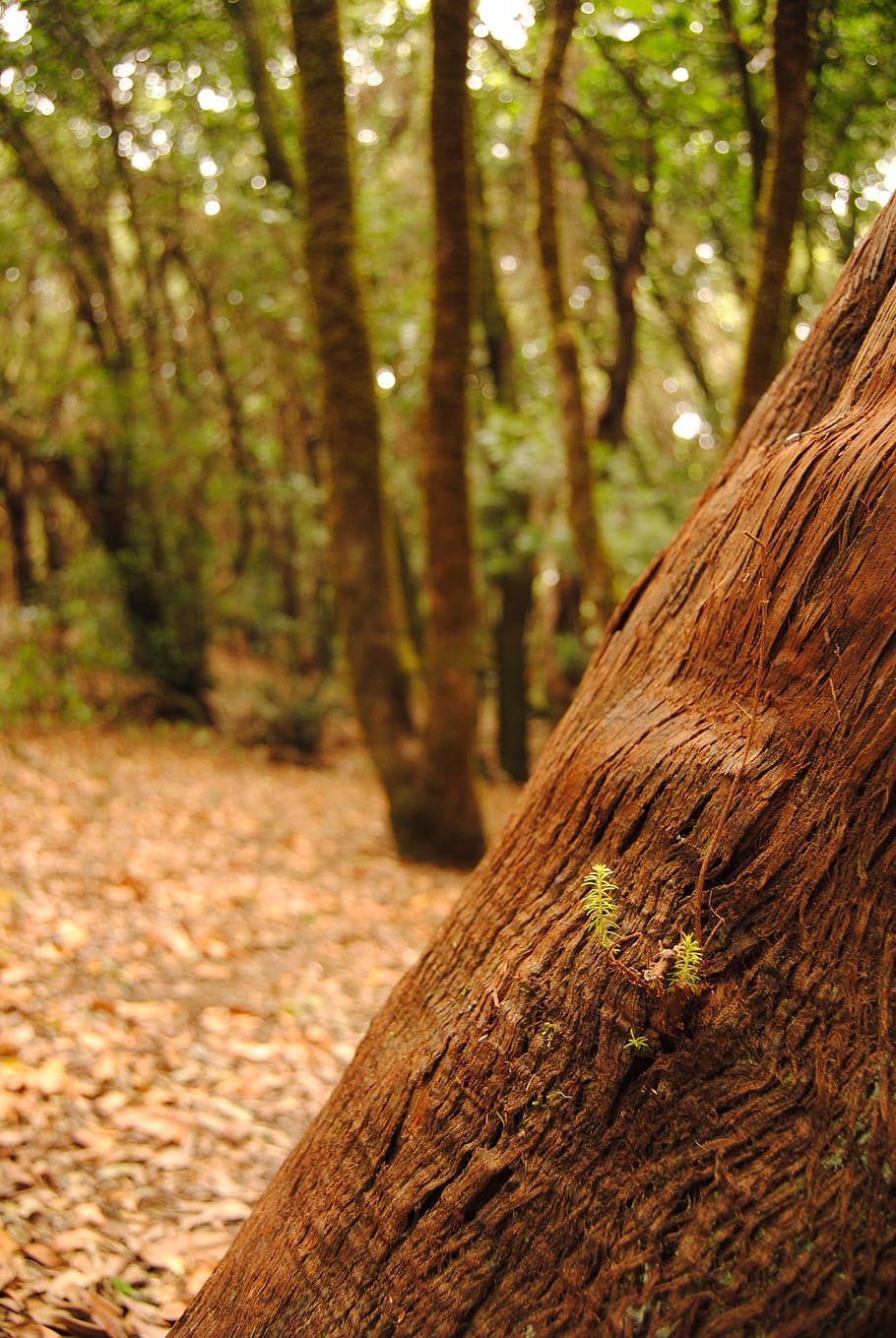 forest, tree, texture, trees, trunk, tree trunk, plant, land HD wallpaper