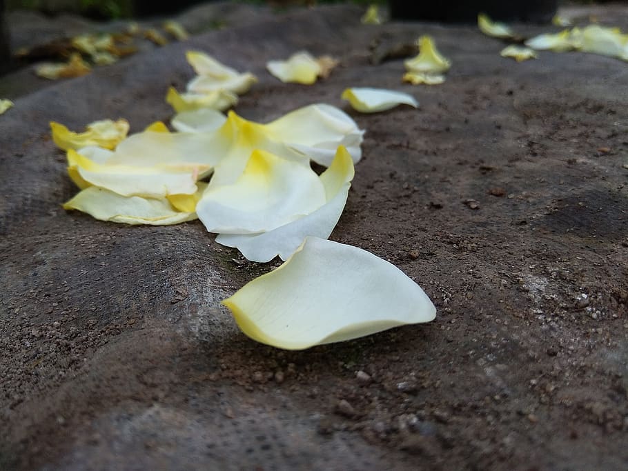petals, rose, land, macro, close-up, no people, selective focus HD wallpaper