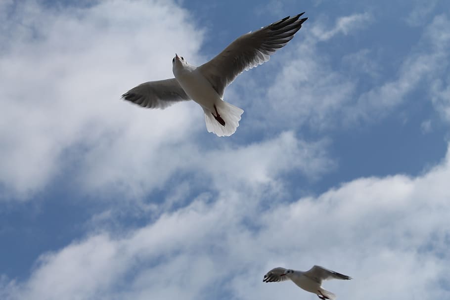 seagull, bird, sky, flying, spread wings, vertebrate, animal wildlife HD wallpaper