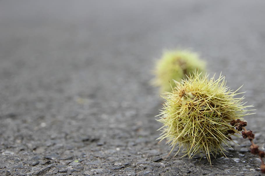 Texture, Structure, Background, Asphalt, chestnut, prickly HD wallpaper