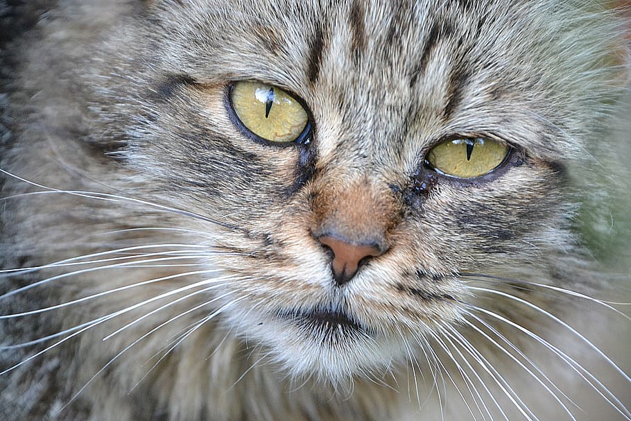 cat, close, view, mackerel, grey, animal themes, mammal, domestic HD wallpaper