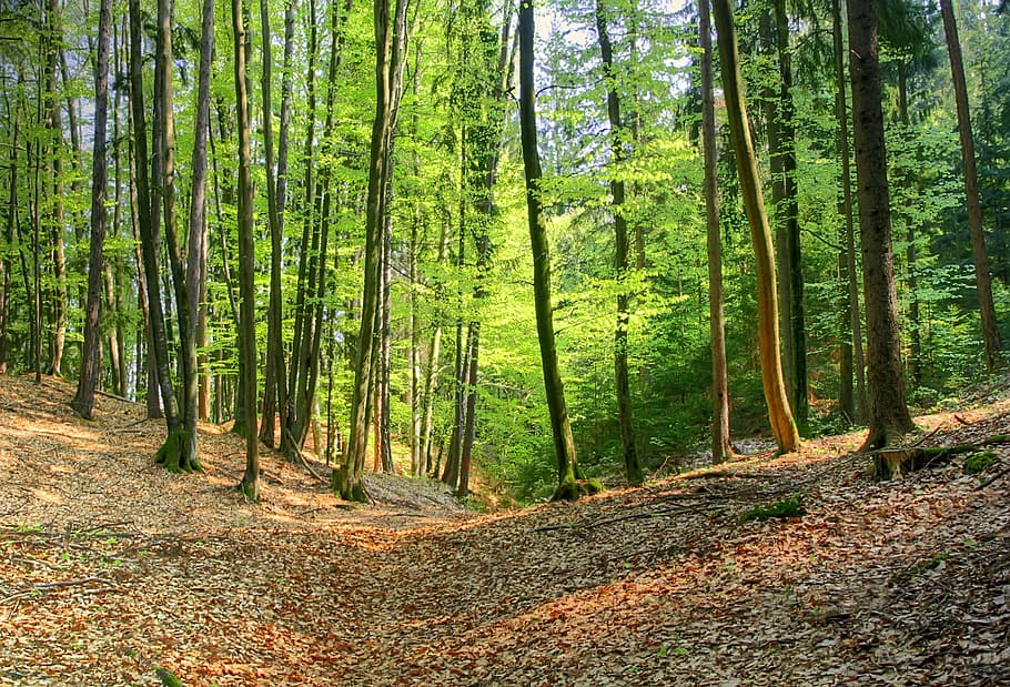 Forest, Spring, Nature, Beech, Tree, green, maiwald, landscape HD wallpaper