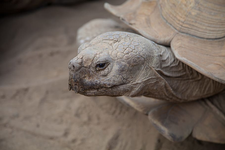 turtle, animal, closeup, tortoise, shield, reptiles, nature HD wallpaper