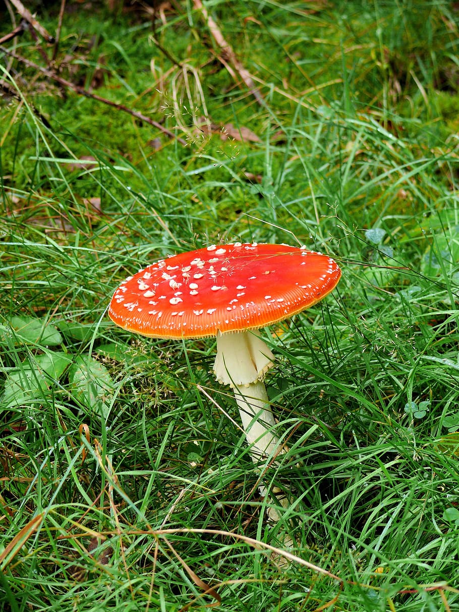 mushroom, fly agaric, red, white, forest, autumn, harvest, nature HD wallpaper