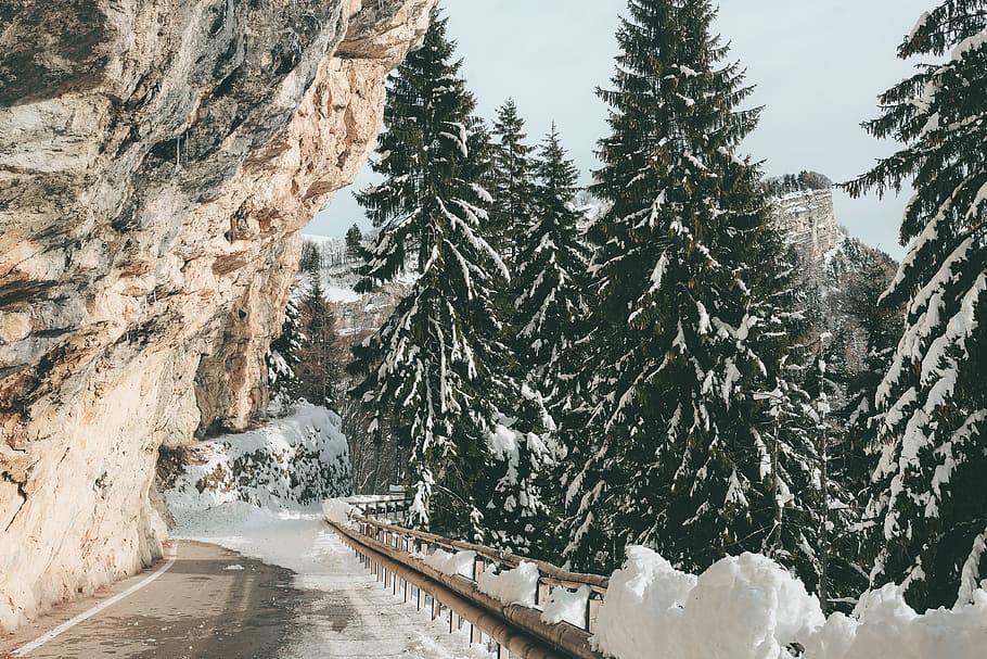 mountain pass beside snow-covered pine trees during daytime, snow covered pine trees HD wallpaper