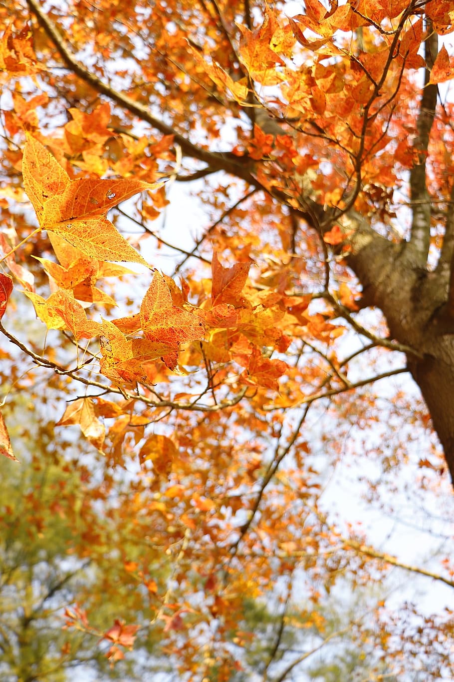fall, tree, leaf, season, nature, autumn, change, plant, branch HD wallpaper