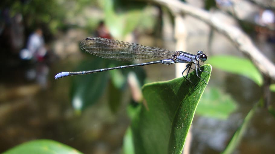 dragonfly, anisoptera, epiprocta, insect, invertebrate, animal wildlife HD wallpaper