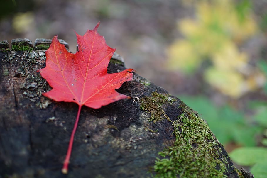 Leaf, Fall, Maple Leaf, autumn, nature, season, outdoors, plant HD wallpaper