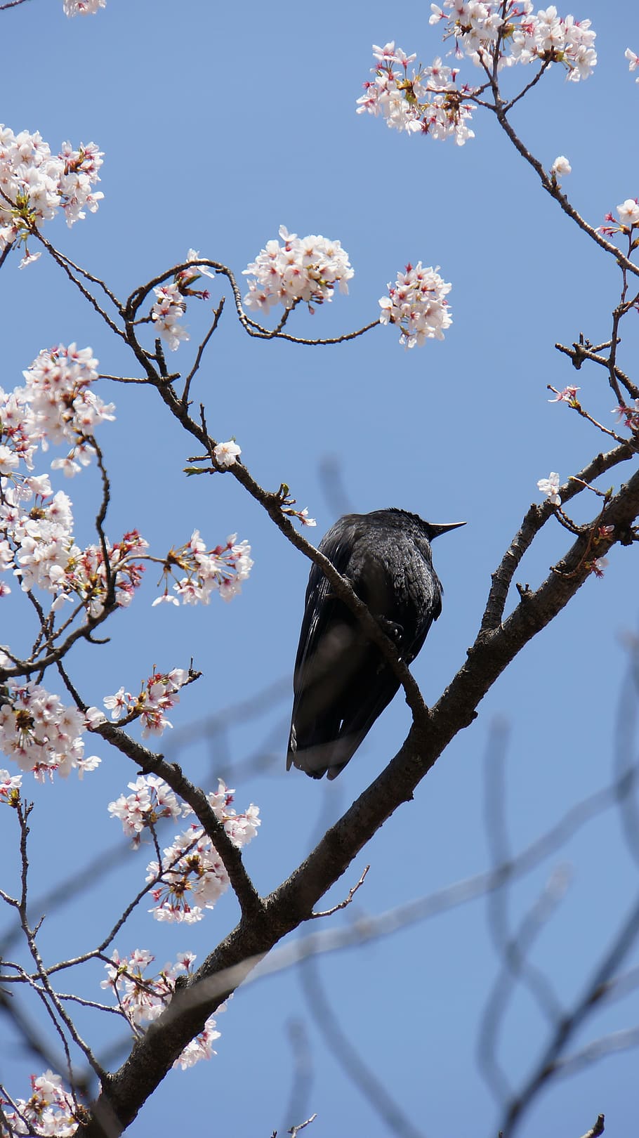crow, new, black, bird, tree, nature, branch, animal, plant HD wallpaper