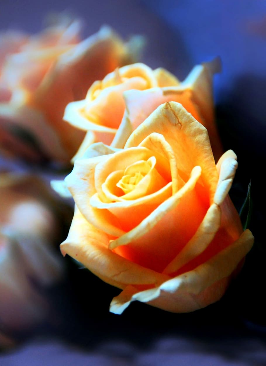 rose, yellow, sheets, flower, flowering plant, beauty in nature HD wallpaper