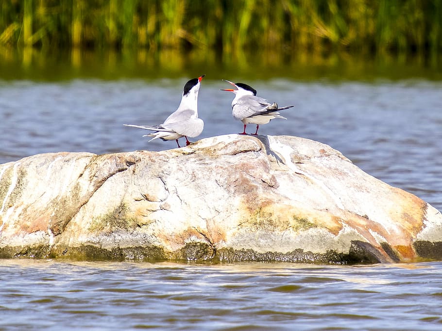 River Tern, Water Bird, nature, animal, animals in the wild HD wallpaper