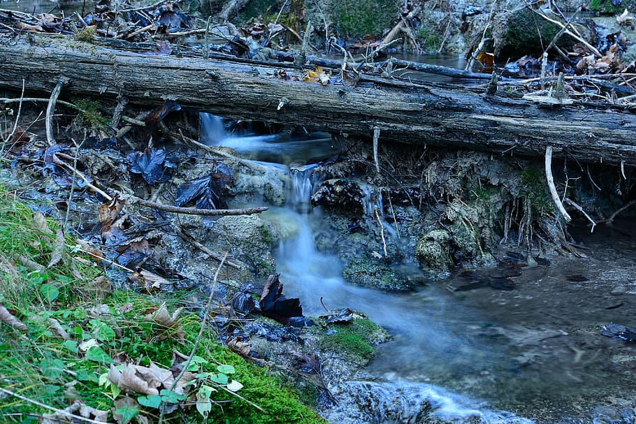 nature, bach, water, forest, creek, water running, murmur, waters HD wallpaper