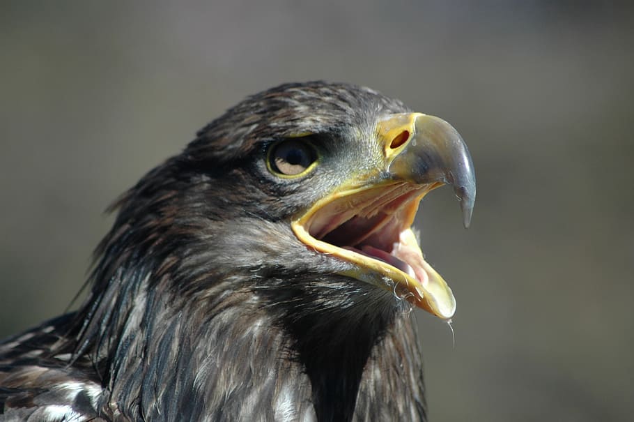 eagle 5, raptor, calling, bird, animal, animal themes, vertebrate HD wallpaper