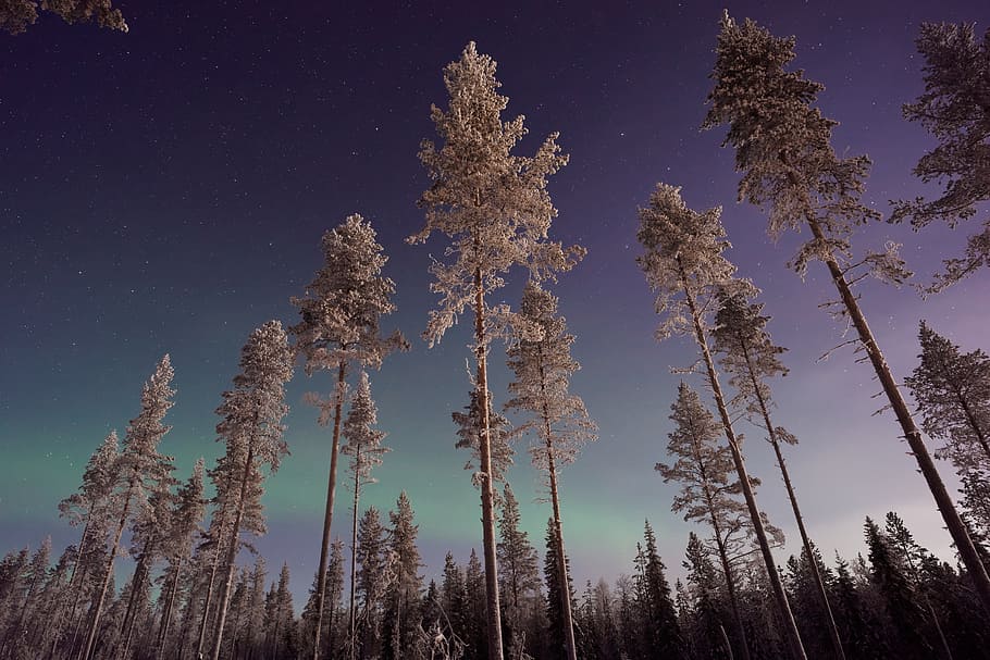 aurora, sky, trees, plant, nature, beauty in nature, low angle view HD wallpaper