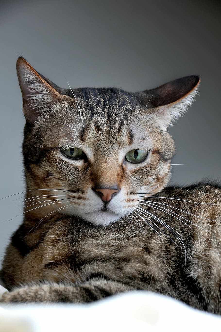 cat, pet, positive, note reviews, domestic Cat, animal, pets HD wallpaper