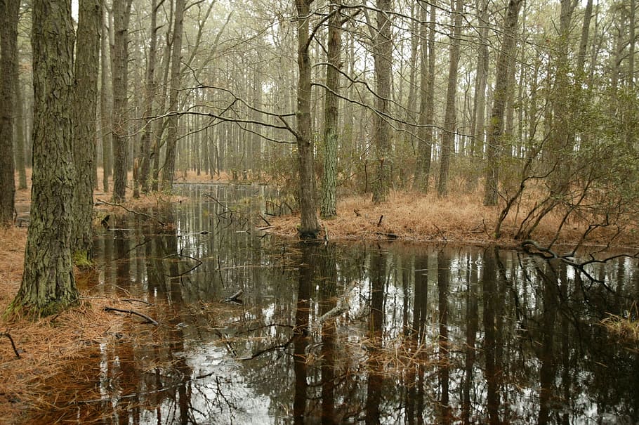 body of water surrounded by trees, swamp, forest, pine, wetland HD wallpaper